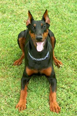 DOBERMAN 